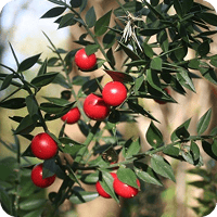 Butcher's Broom