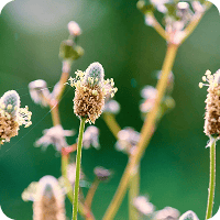 Psyllium Husk