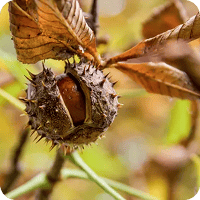 Horse Chestnut