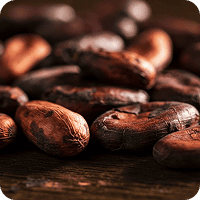 Cocoa Seed