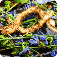 Chicory Root